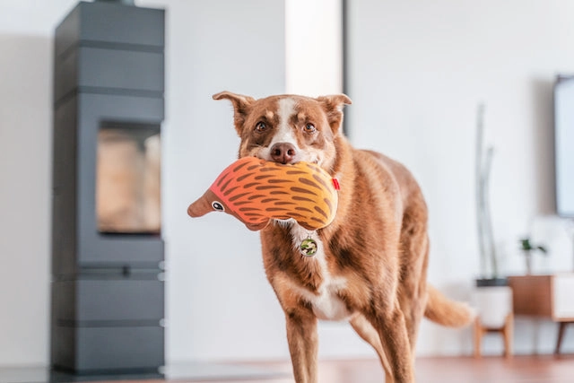 Red Dingo Durables Echidna Dog Toy