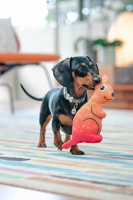 Red Dingo Durables Kangaroo Dog Toy