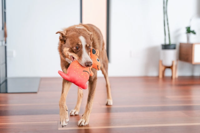 Red Dingo Durables Kangaroo Dog Toy