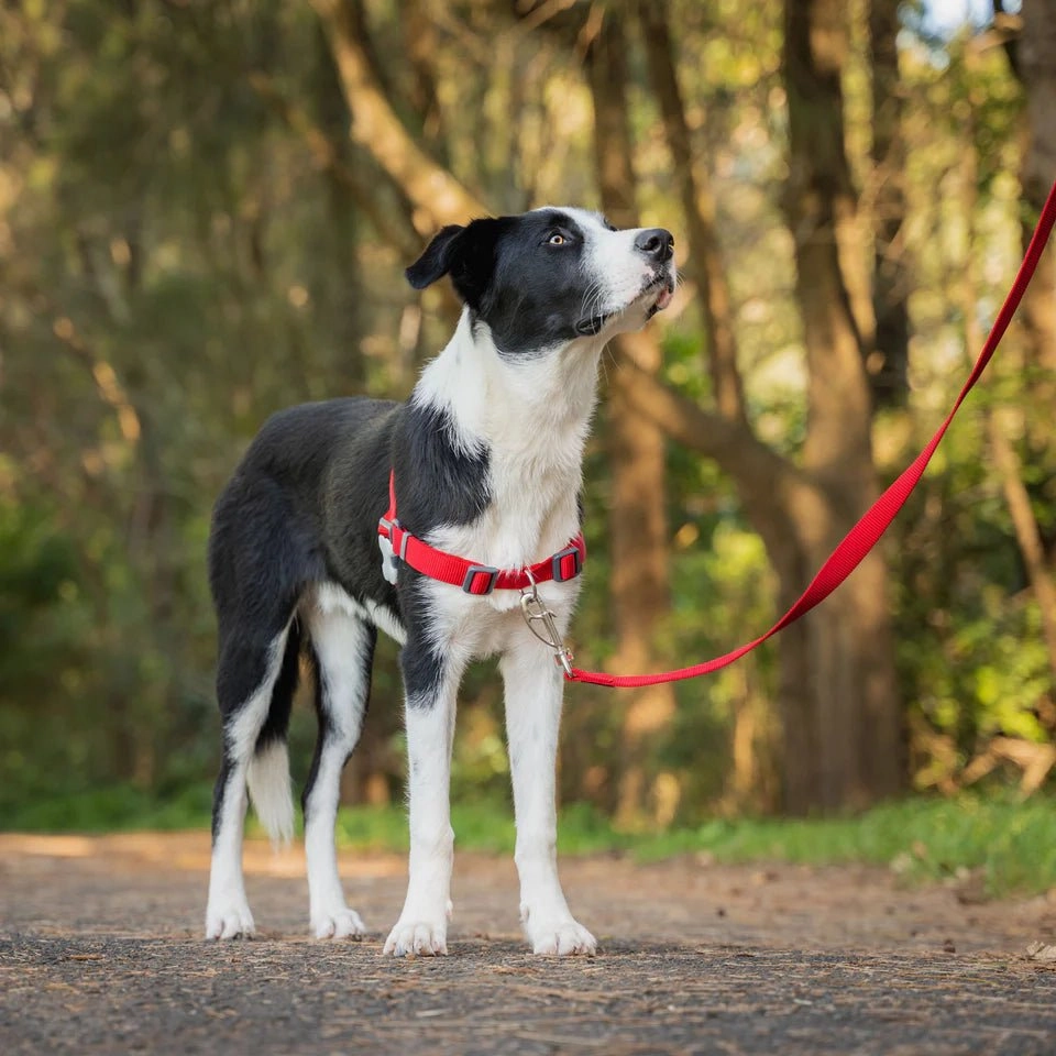 Red Dingo No-Pull Dog Harness (Black)