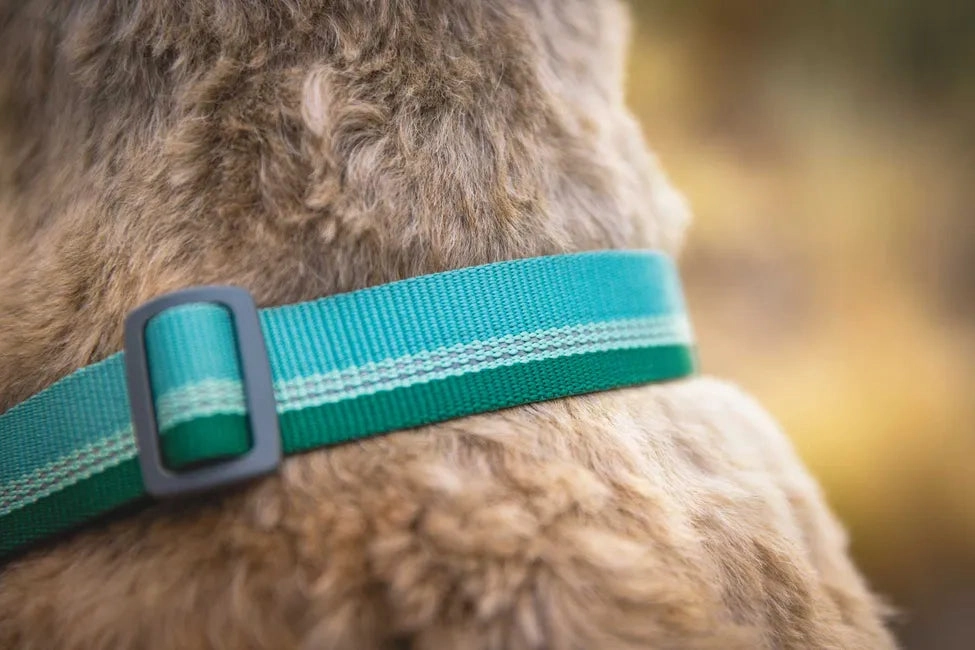 Ruffwear Chain Reaction? Dog Collar (Blue Pool)