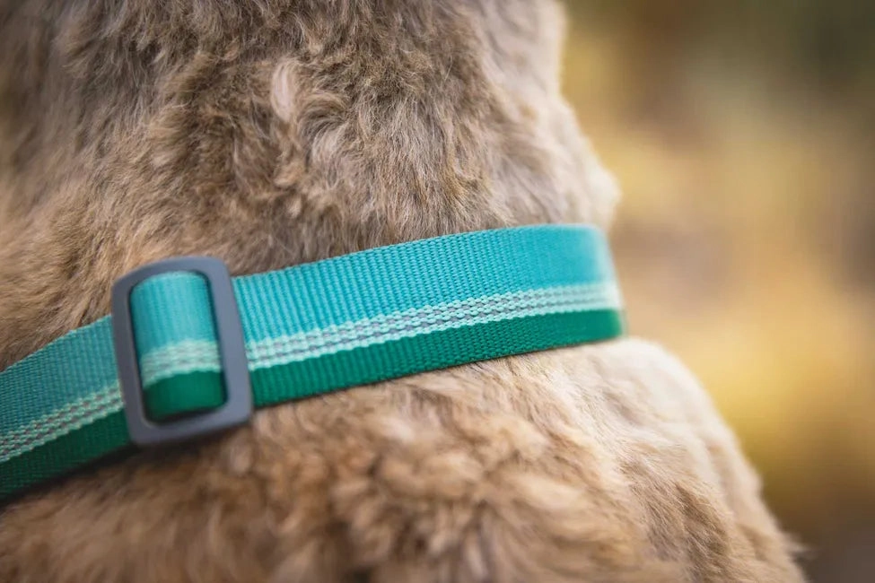Ruffwear Chain Reaction? Dog Collar (River Rock Green)