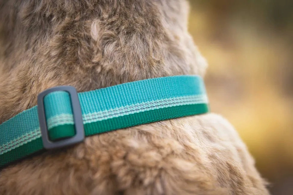 Ruffwear Chain Reaction? Dog Collar (River Rock Green)