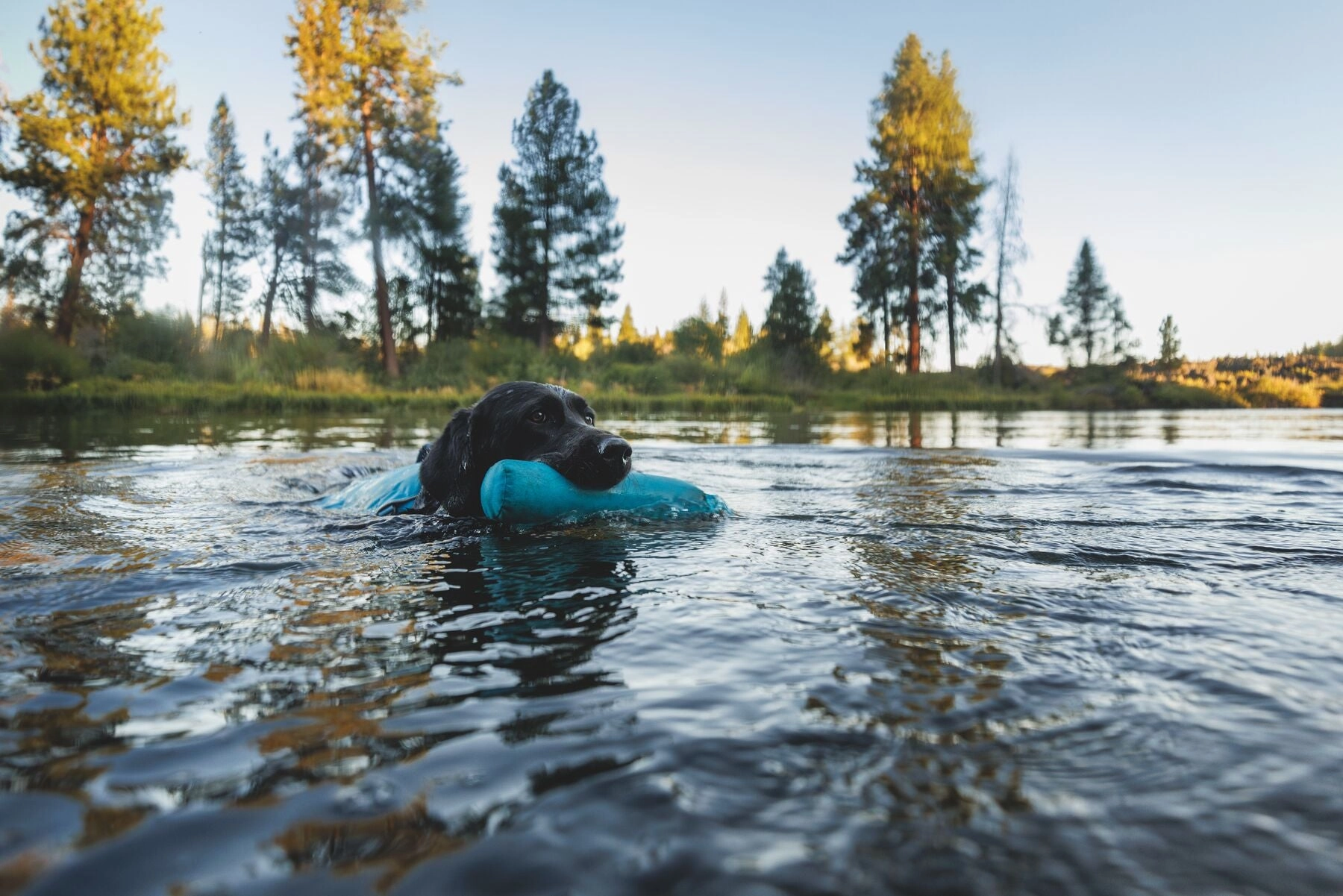 Ruffwear Confluence Harness-Style Dog Life Jacket (Biolumin Blue)
