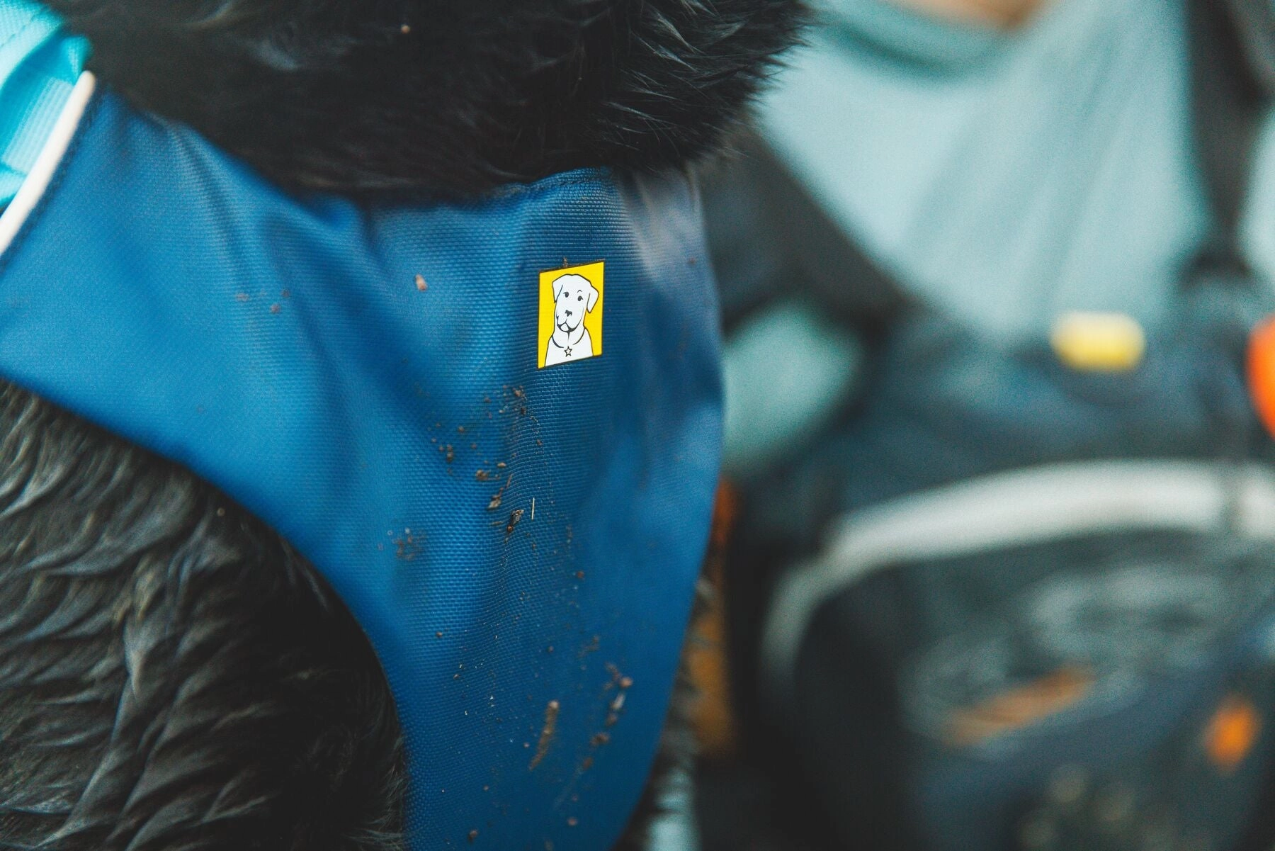 Ruffwear Confluence? Harness-Style Dog Life Jacket (Tangelo Orange)