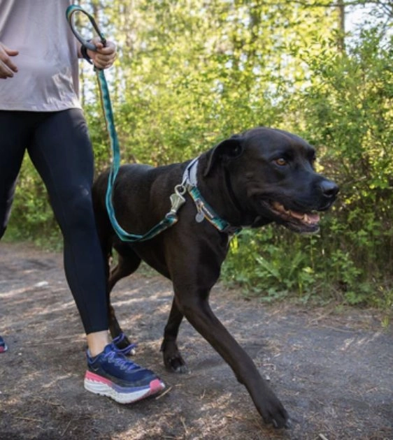 Ruffwear Crag? Reflective & Multi-Use Dog Leash (Rising Wave)