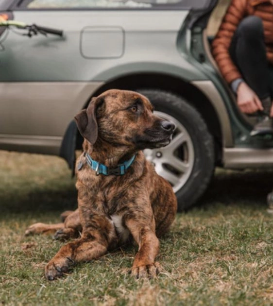 Ruffwear Crag? Reflective Dog Collar (Alpine Dusk)