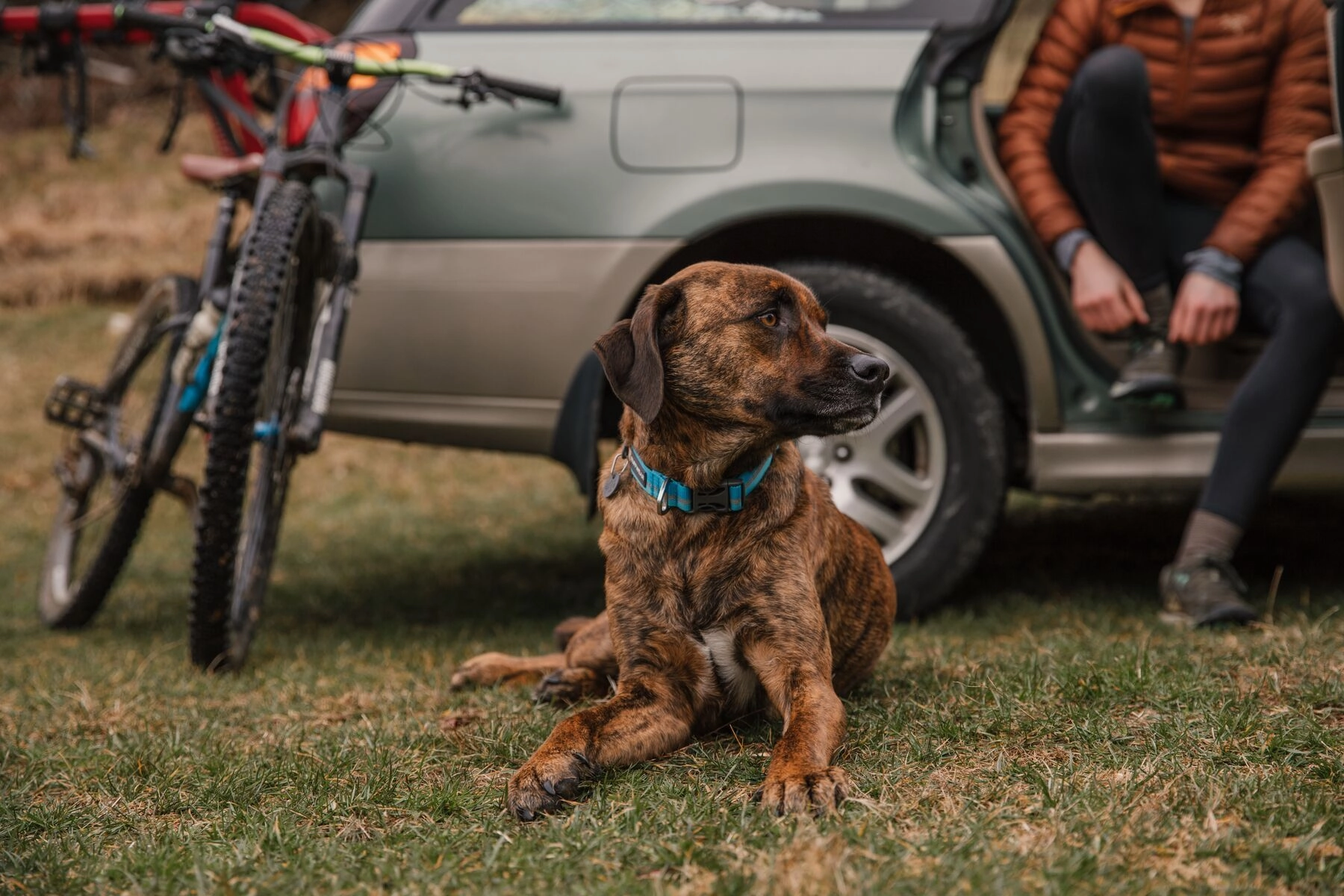 Ruffwear Crag? Reflective Dog Collar (Cindercone Red)