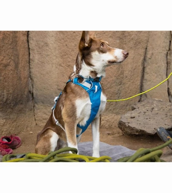Ruffwear Flagline Lightweight & Multi-Use Dog Harness with Handle (Blue Dusk)