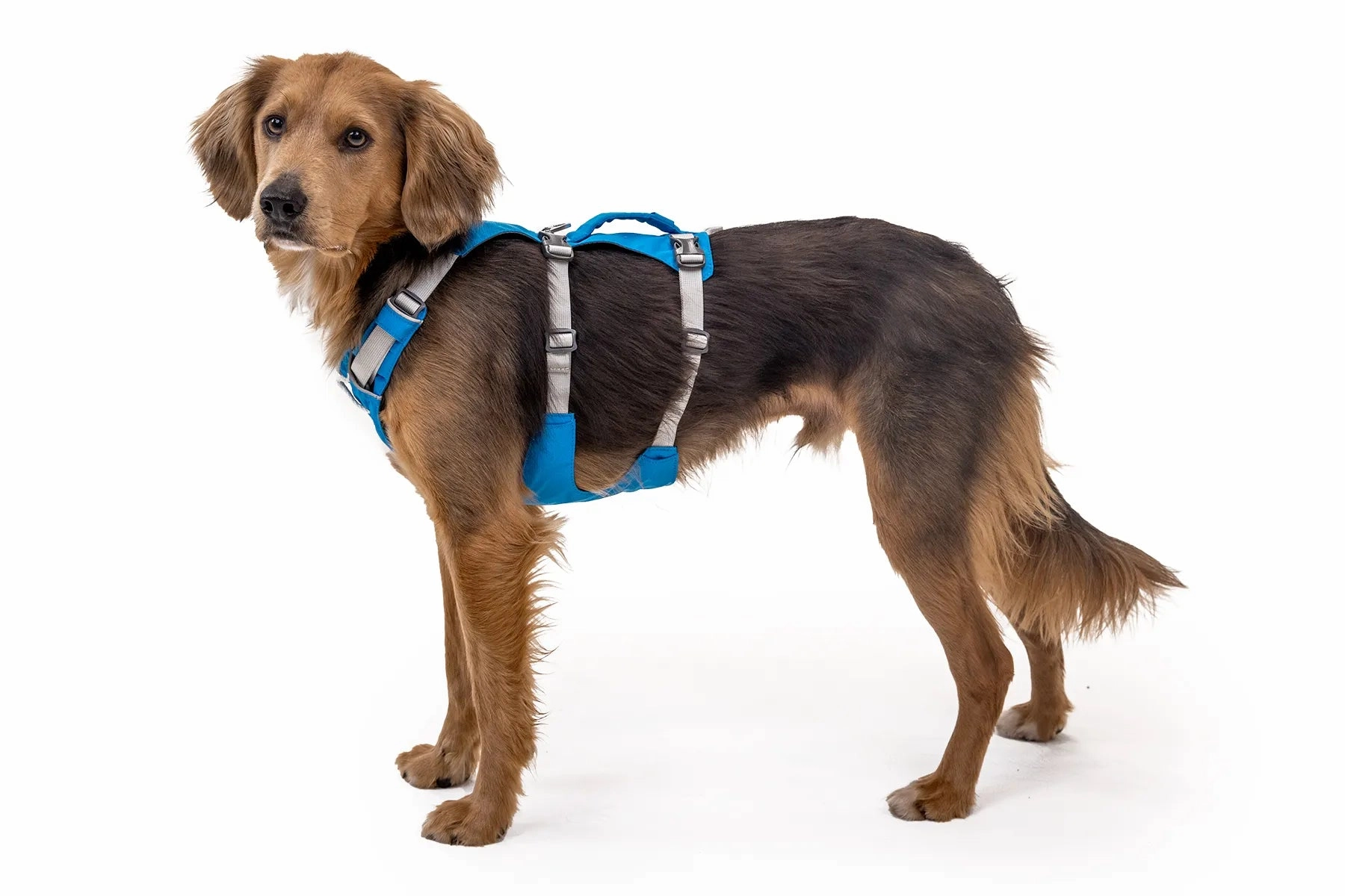 Ruffwear Flagline? Lightweight & Multi-Use Dog Harness with Padded Handle (Alpenglow Pink)