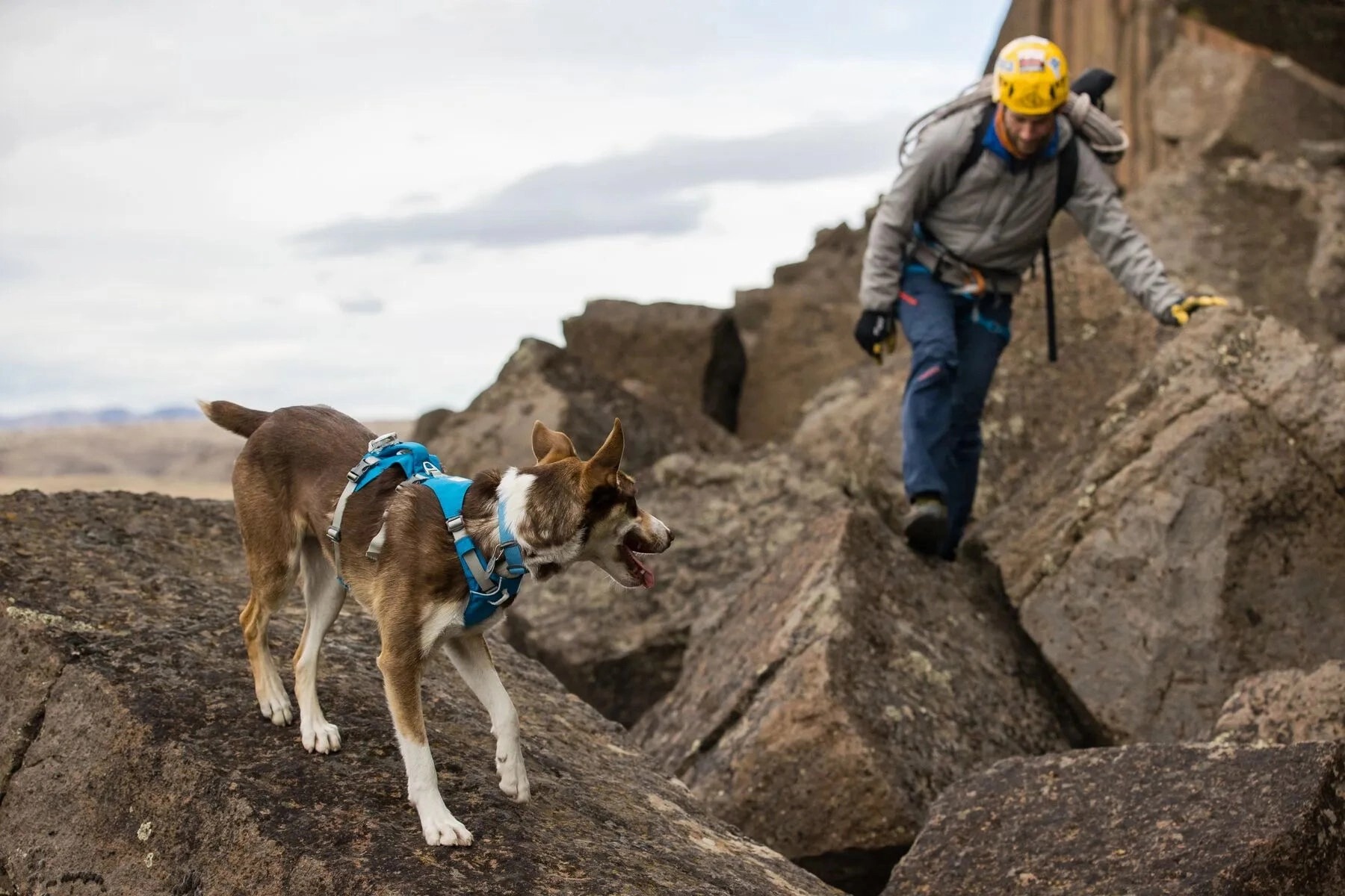 Ruffwear Flagline? Lightweight & Multi-Use Dog Harness with Padded Handle (Alpenglow Pink)