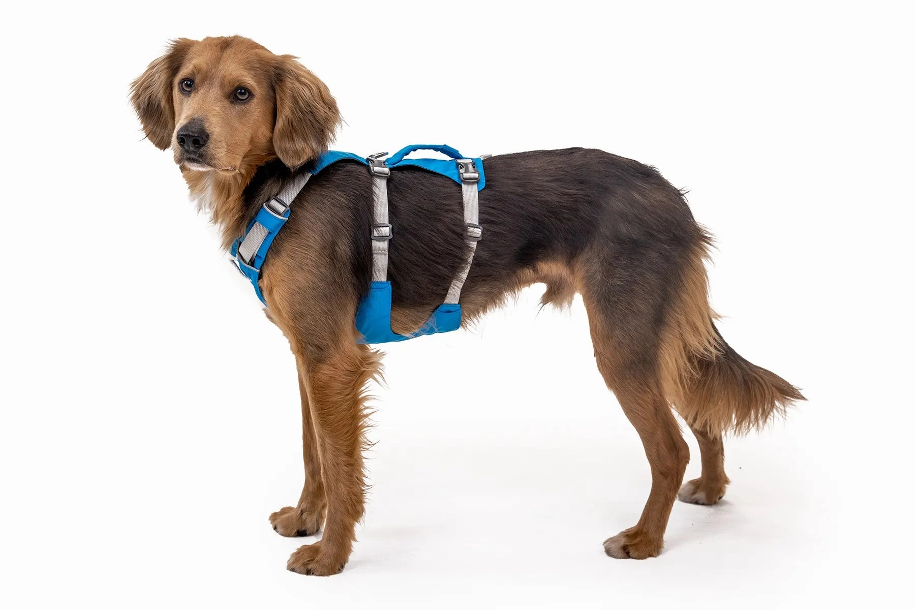 Ruffwear Flagline? Lightweight & Multi-Use Dog Harness with Padded Handle (Basalt Gray)