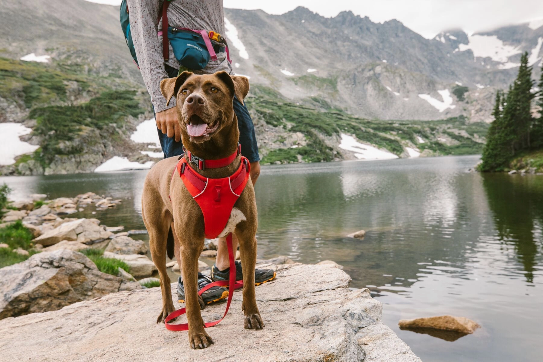 Ruffwear Front Range? Everyday Dog Collar (Aurora Teal)