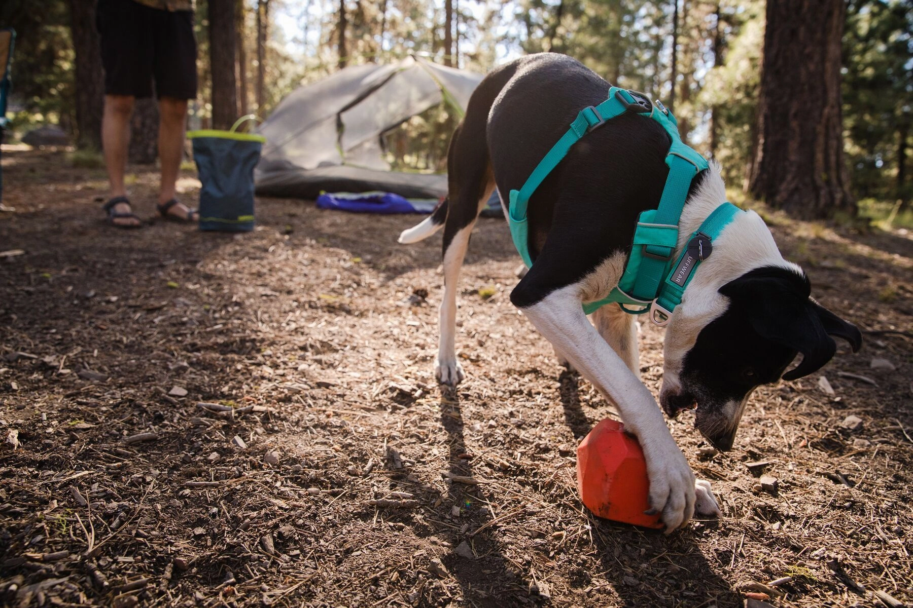 Ruffwear Front Range? Everyday Dog Collar (Aurora Teal)