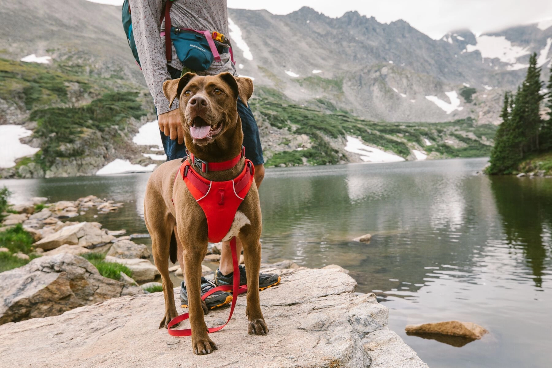Ruffwear Front Range? Everyday Dog Collar (Purple Sage)