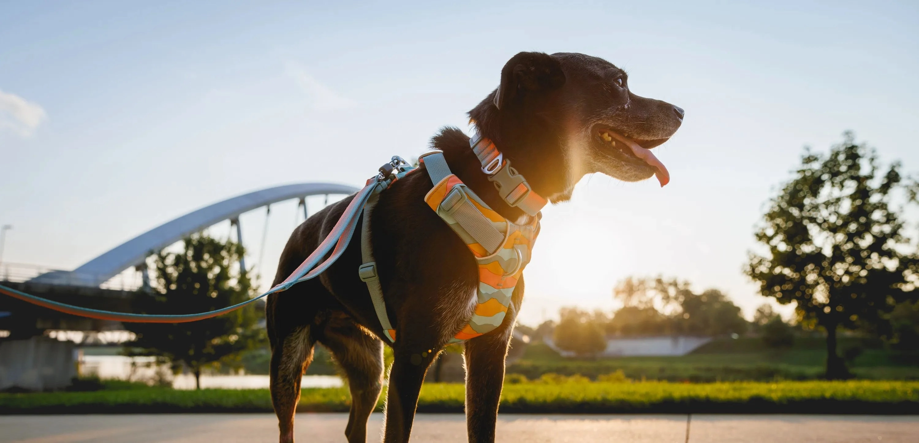 Ruffwear Front Range? Everyday Dog Collar (Spring Fade)