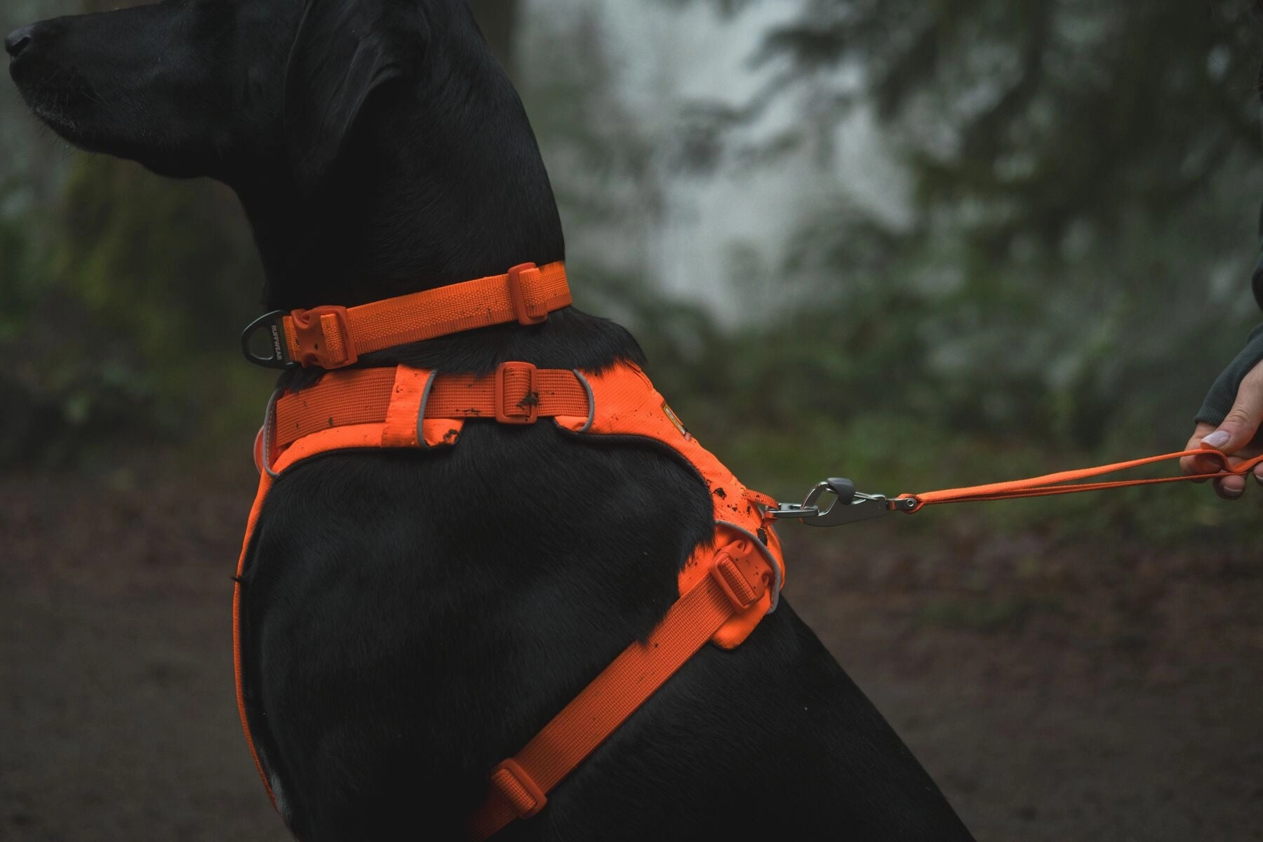 Ruffwear Front Range? Padded Dog Harness (Blaze Orange)