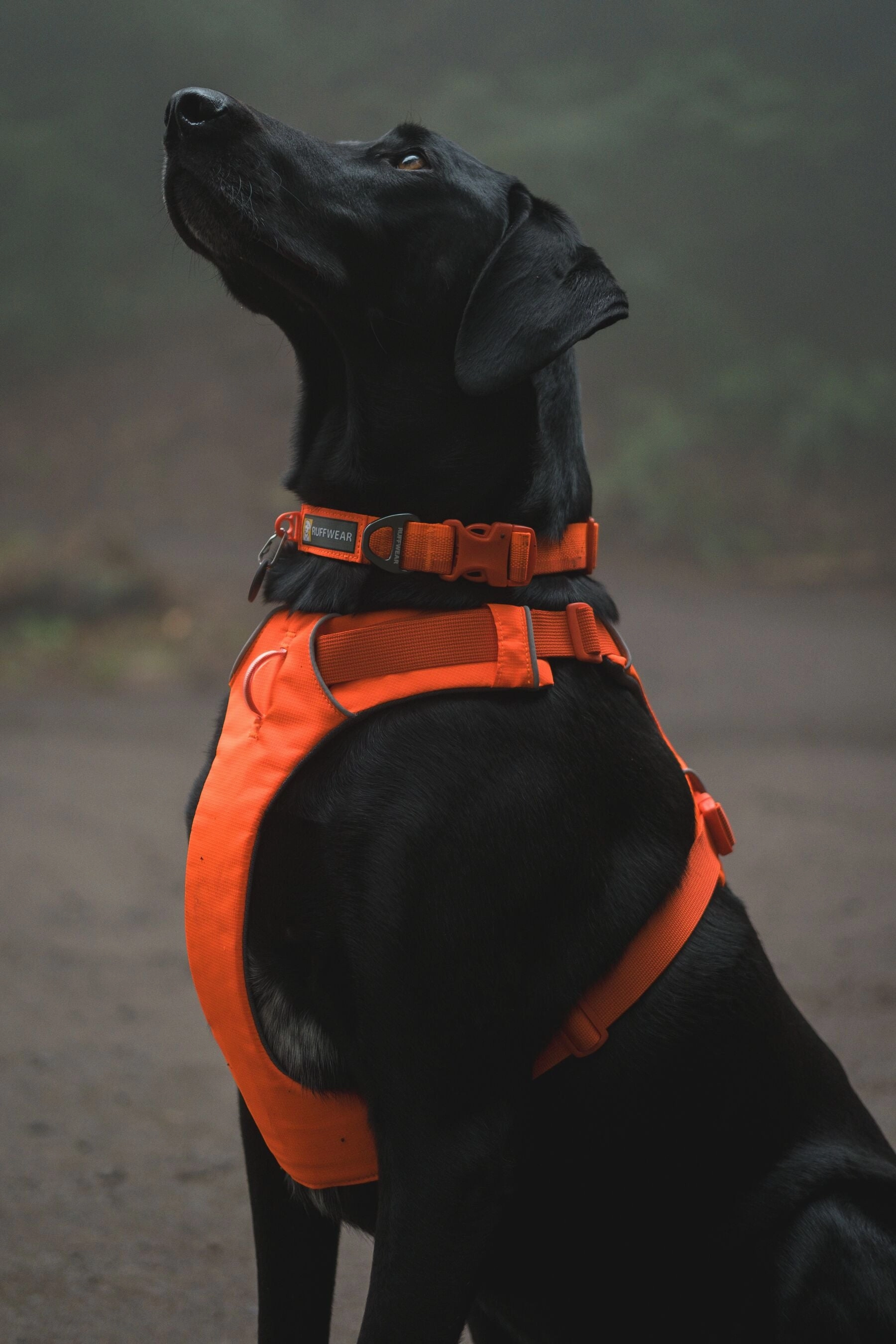 Ruffwear Front Range? Padded Dog Harness (Blaze Orange)