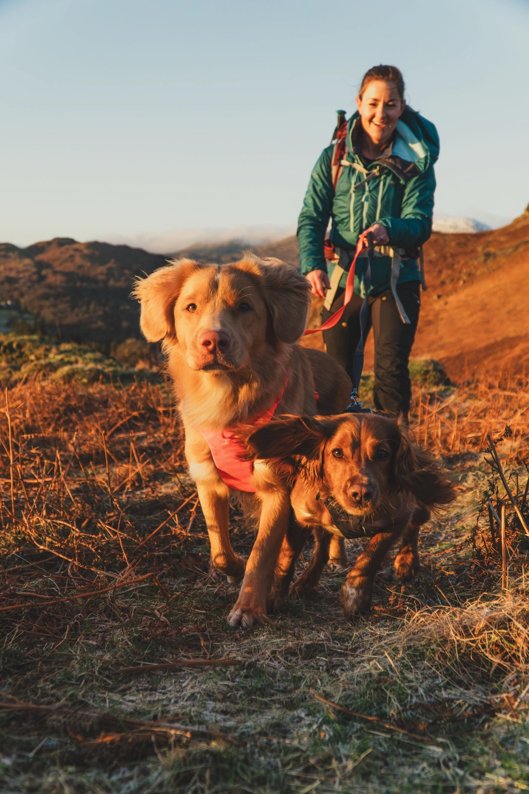 Ruffwear Front Range? Padded Dog Harness (Blaze Orange)