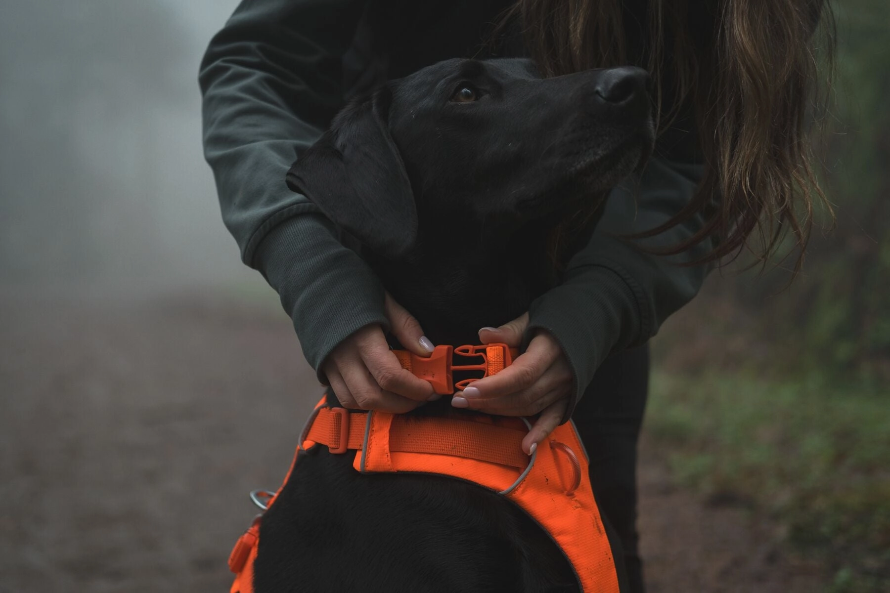 Ruffwear Front Range? Padded Dog Harness (Blaze Orange)