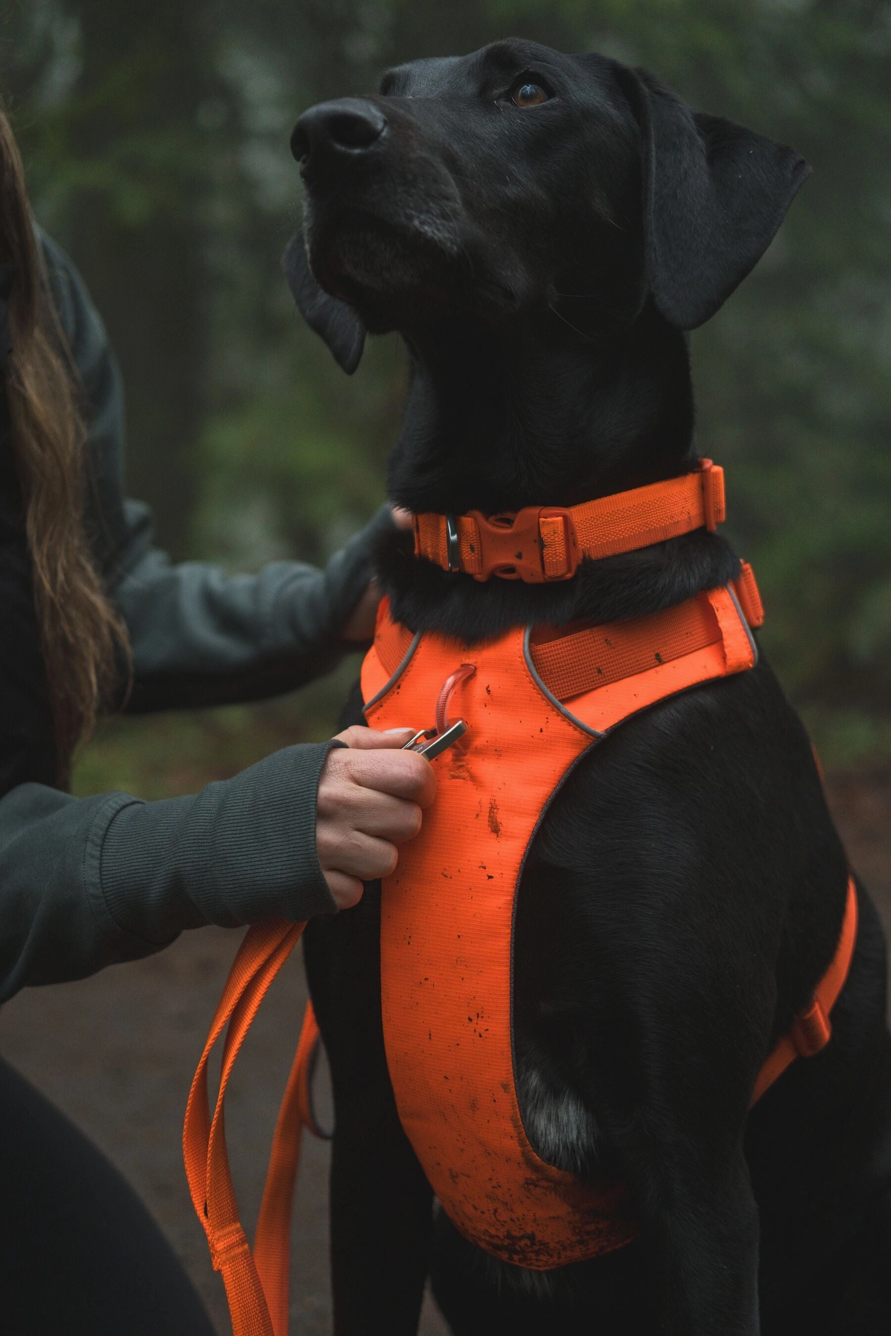 Ruffwear Front Range? Padded Dog Harness (Blaze Orange)