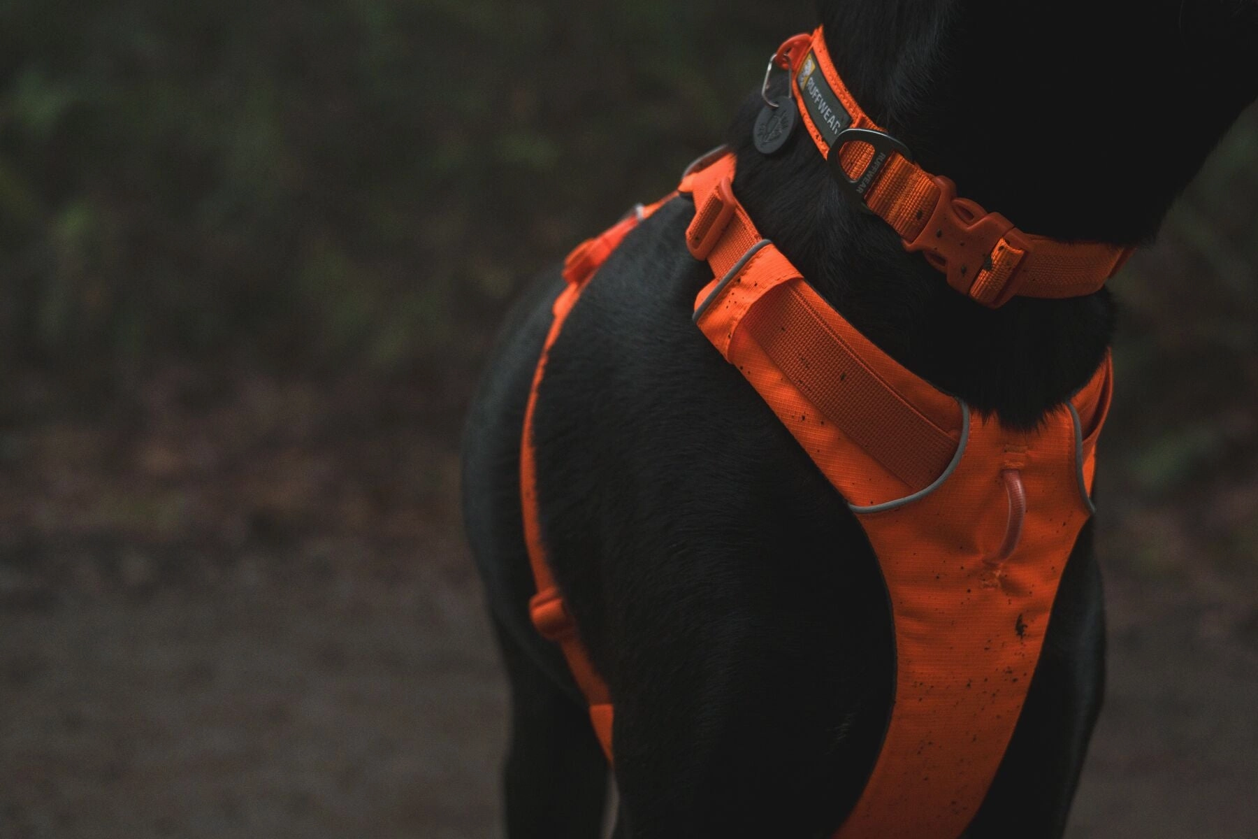 Ruffwear Front Range? Padded Dog Harness (Blaze Orange)