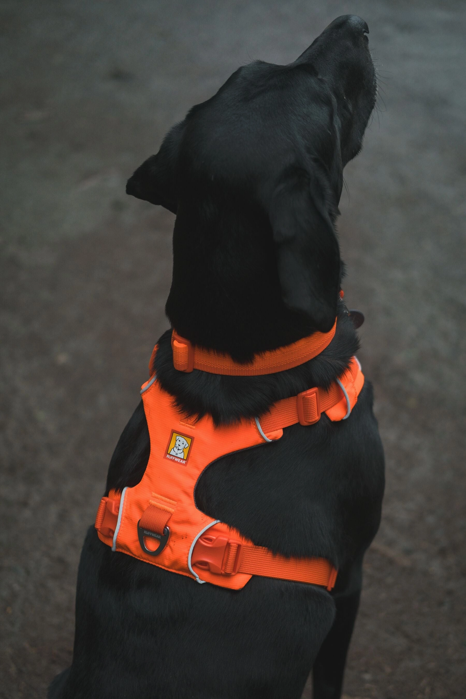 Ruffwear Front Range? Padded Dog Harness (Blaze Orange)