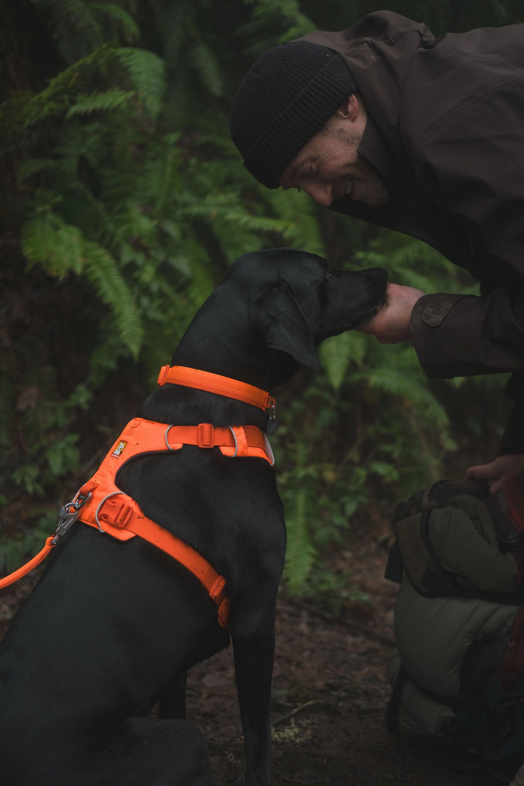 Ruffwear Front Range? Padded Dog Harness (Blaze Orange)