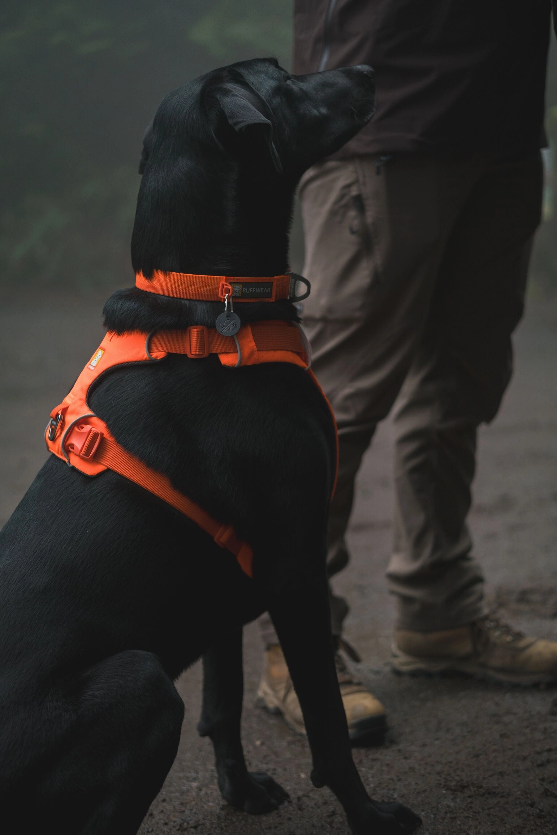 Ruffwear Front Range? Padded Dog Harness (Blaze Orange)
