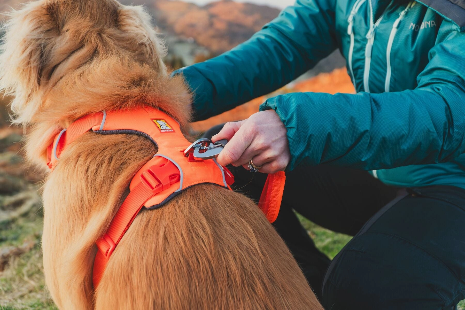 Ruffwear Front Range? Padded Dog Harness (Blaze Orange)