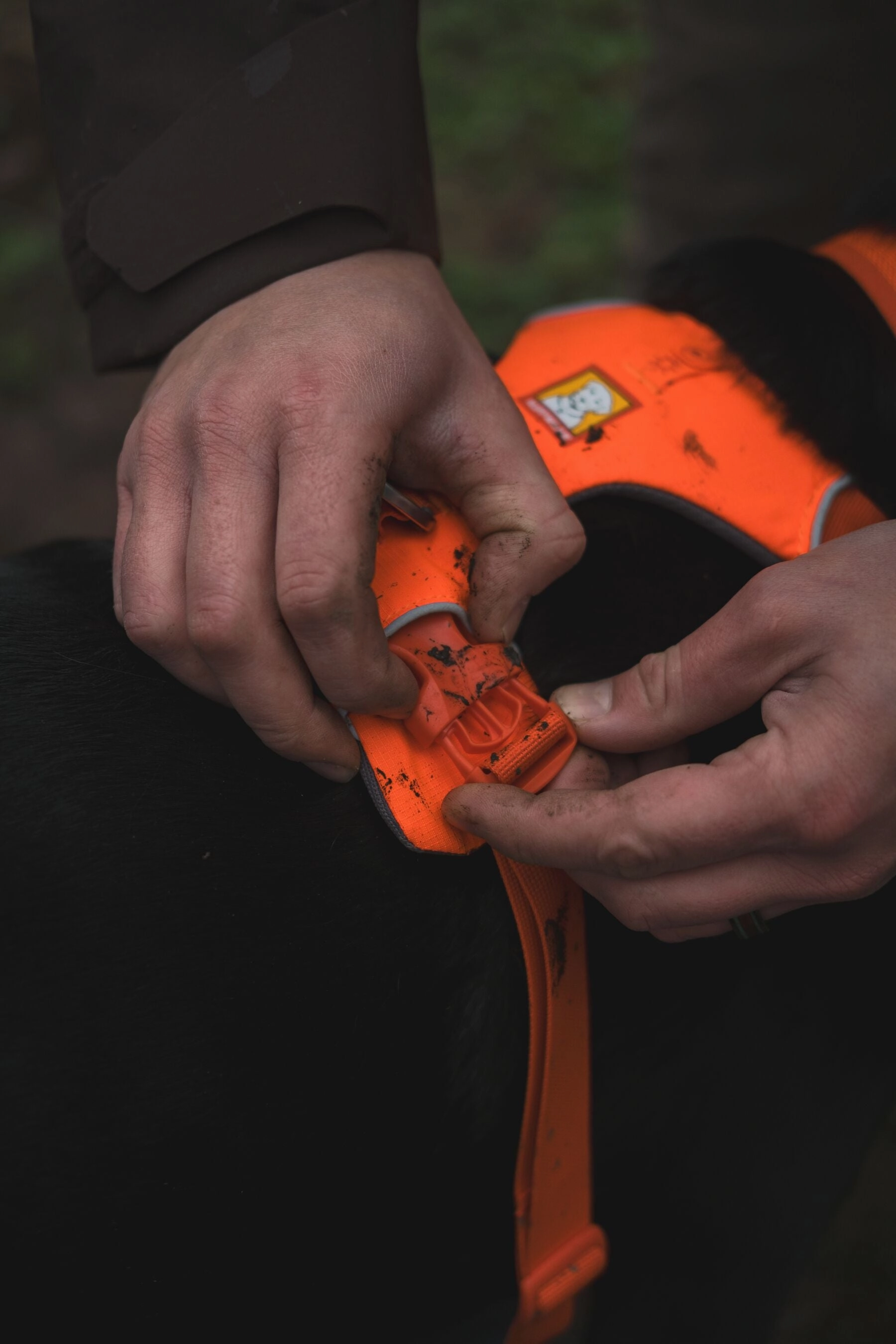 Ruffwear Front Range? Padded Dog Harness (Blaze Orange)