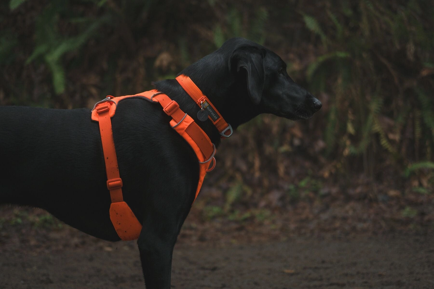 Ruffwear Front Range? Padded Dog Harness (Blaze Orange)