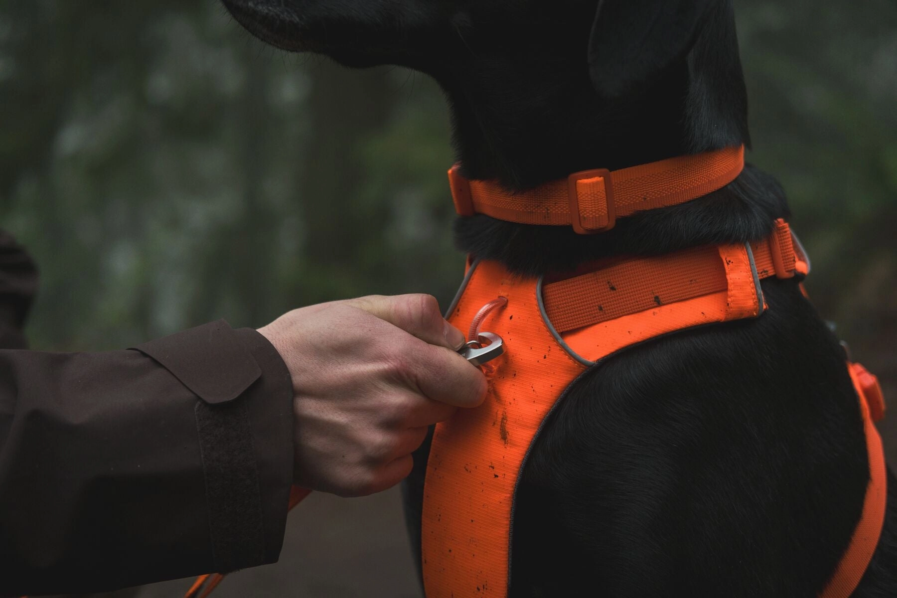 Ruffwear Front Range? Padded Dog Harness (Blaze Orange)