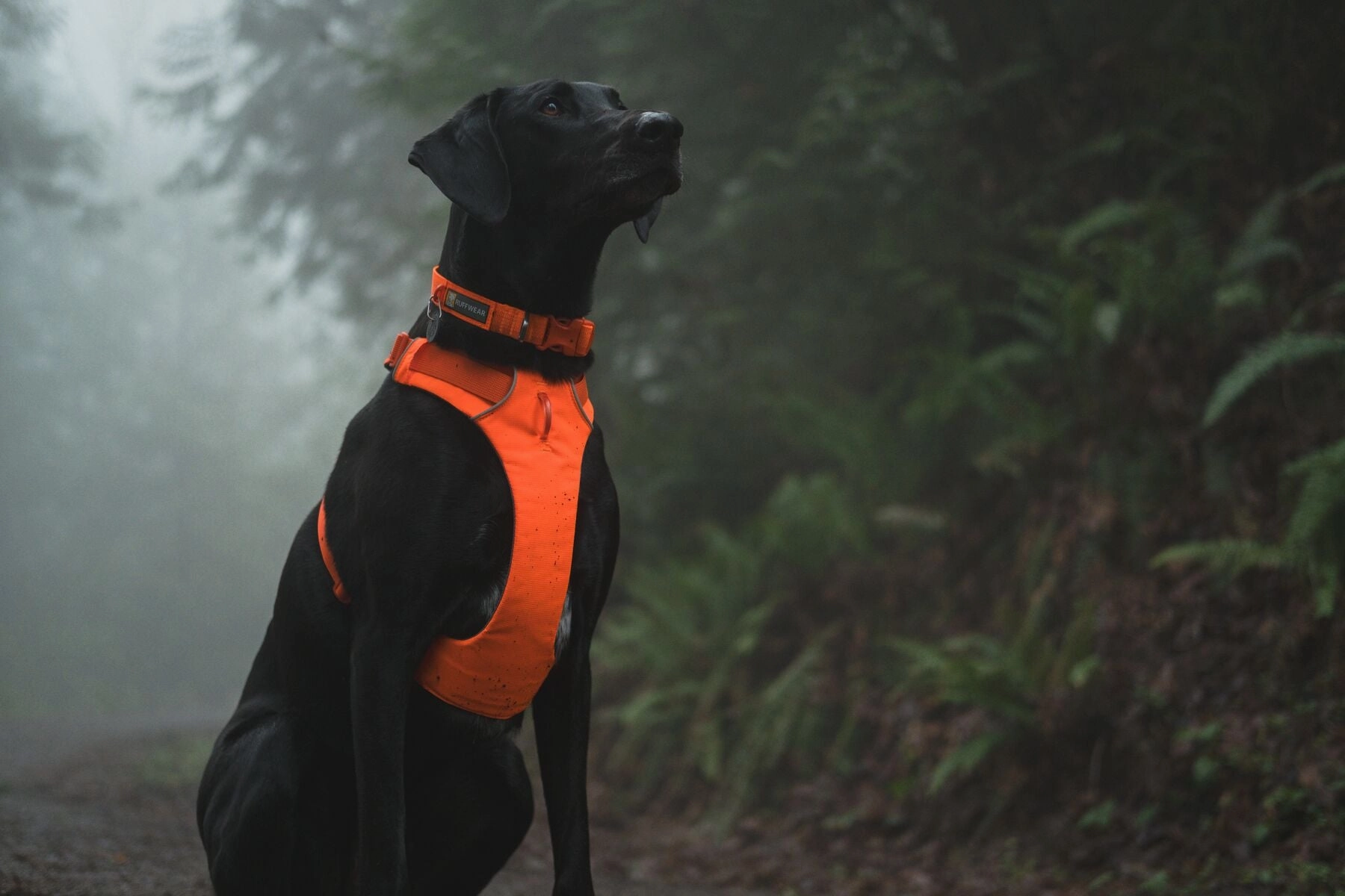 Ruffwear Front Range? Padded Dog Harness (Blaze Orange)