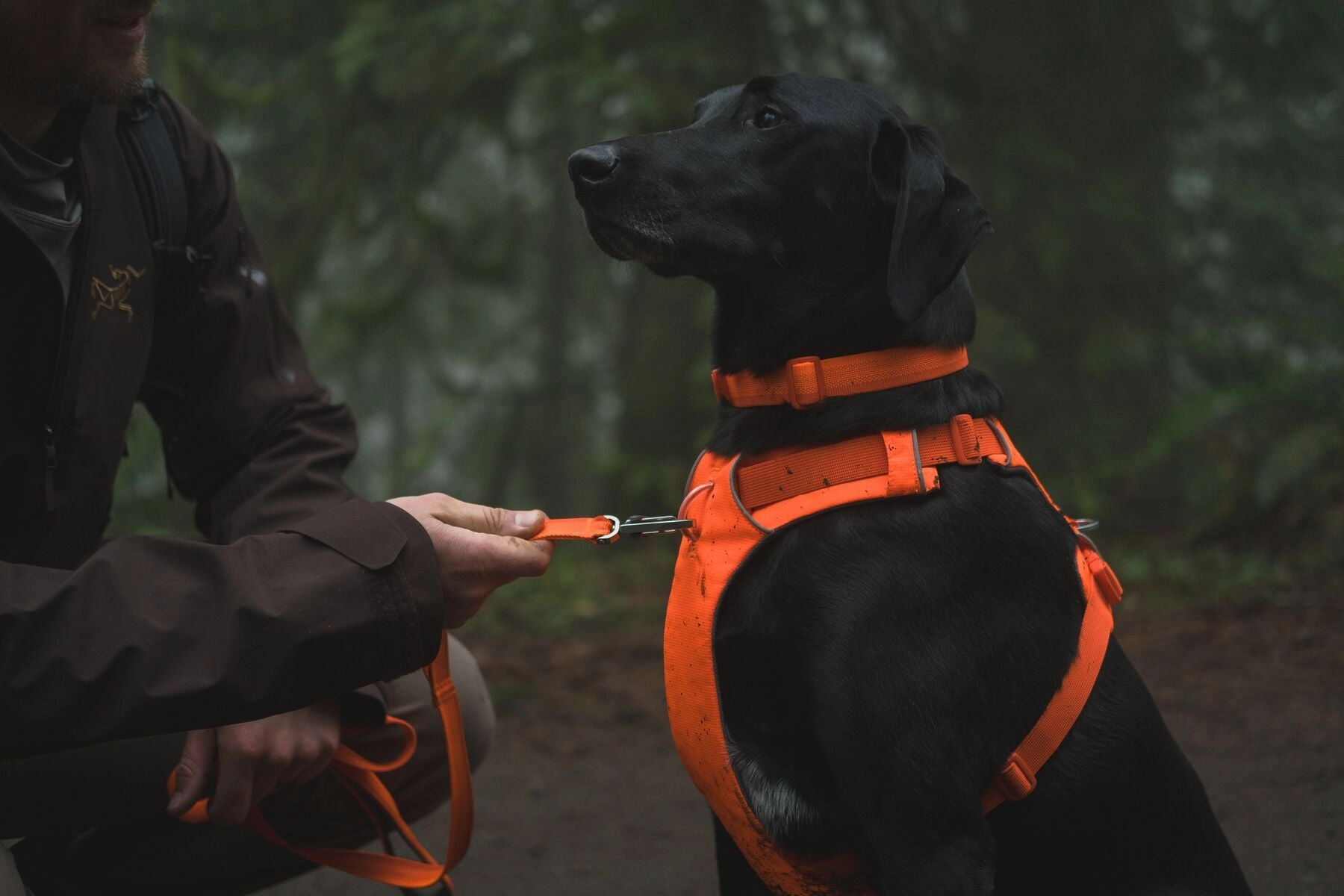 Ruffwear Front Range? Padded Dog Harness (Blaze Orange)