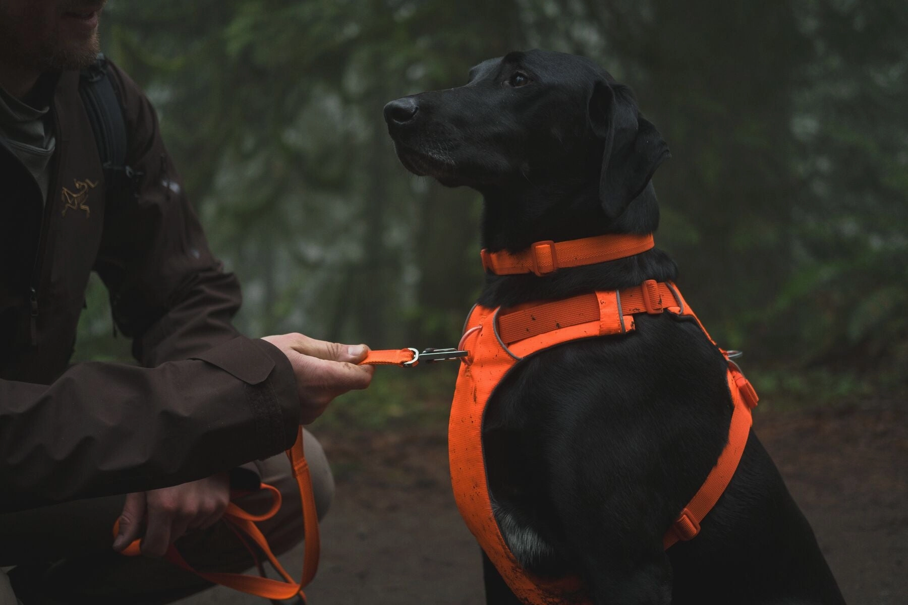 Ruffwear Front Range? Padded Dog Harness (Blaze Orange)
