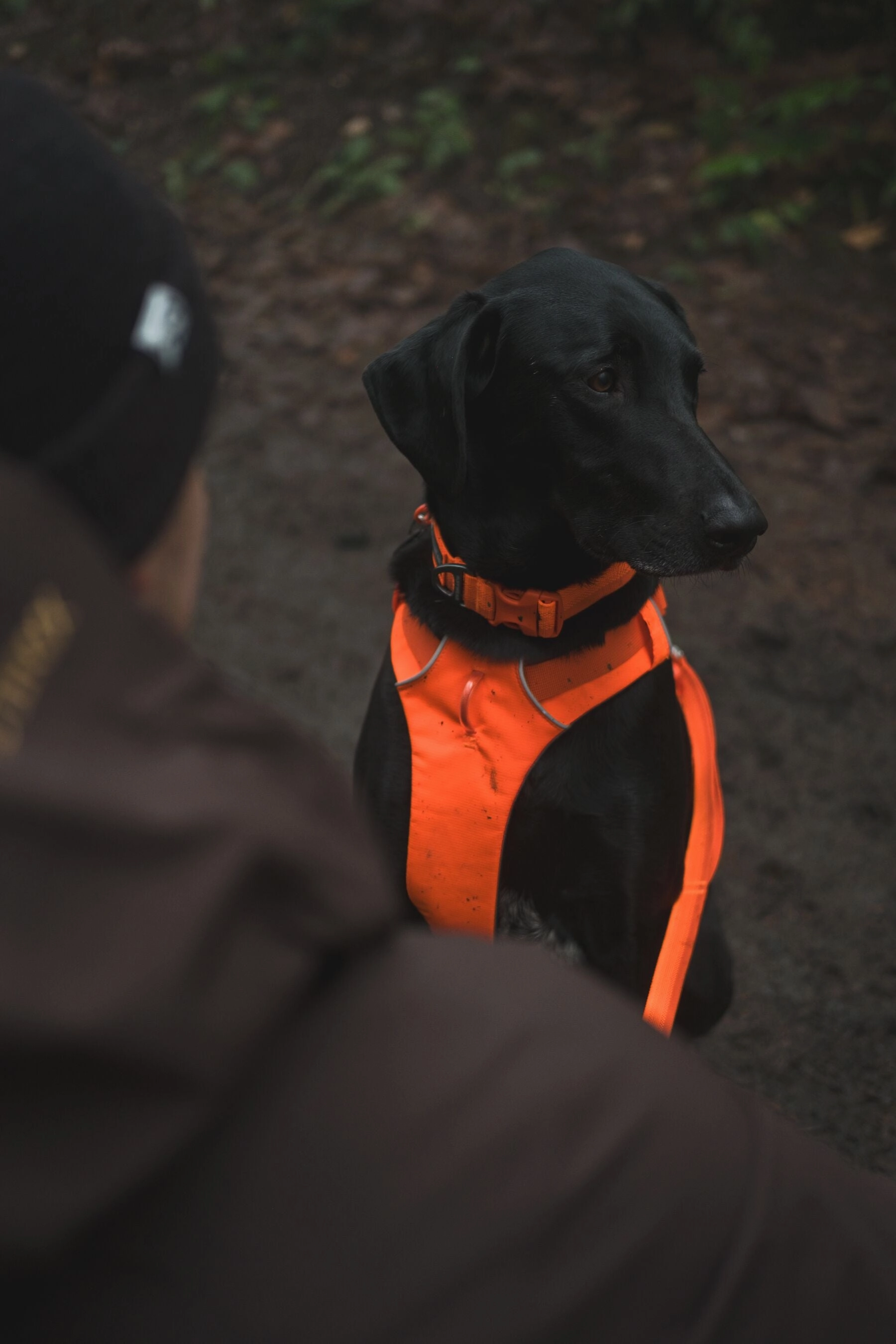 Ruffwear Front Range? Padded Dog Harness (Blaze Orange)
