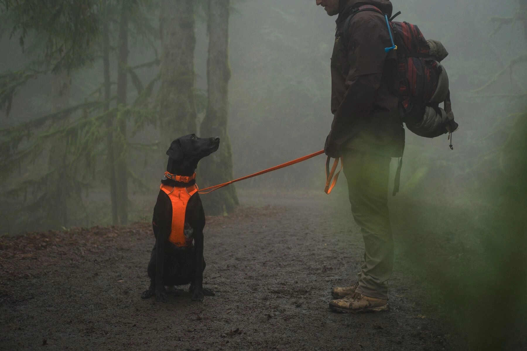 Ruffwear Front Range? Padded Dog Harness (Blaze Orange)