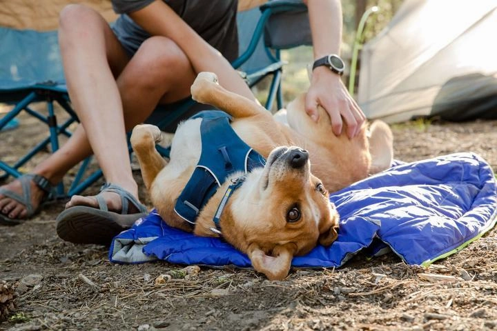Ruffwear Front Range? Padded Dog Harness (Campfire Orange)