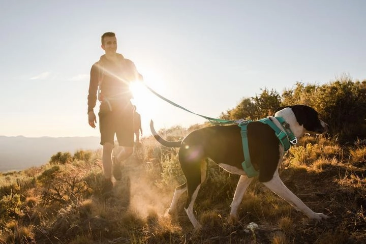 Ruffwear Front Range? Padded Dog Harness (Campfire Orange)