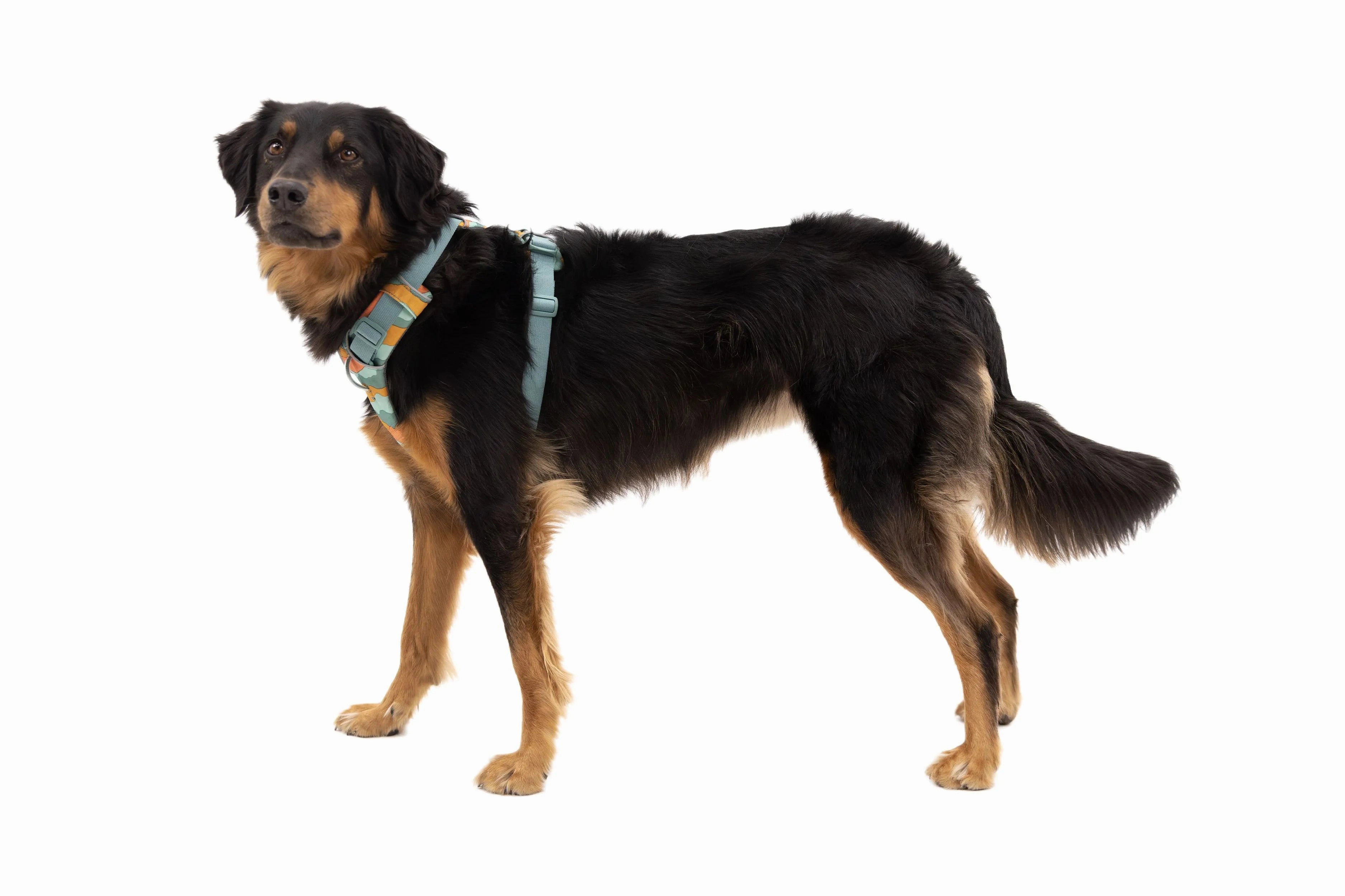 Ruffwear Front Range? Padded Dog Harness (Spring Mountains)