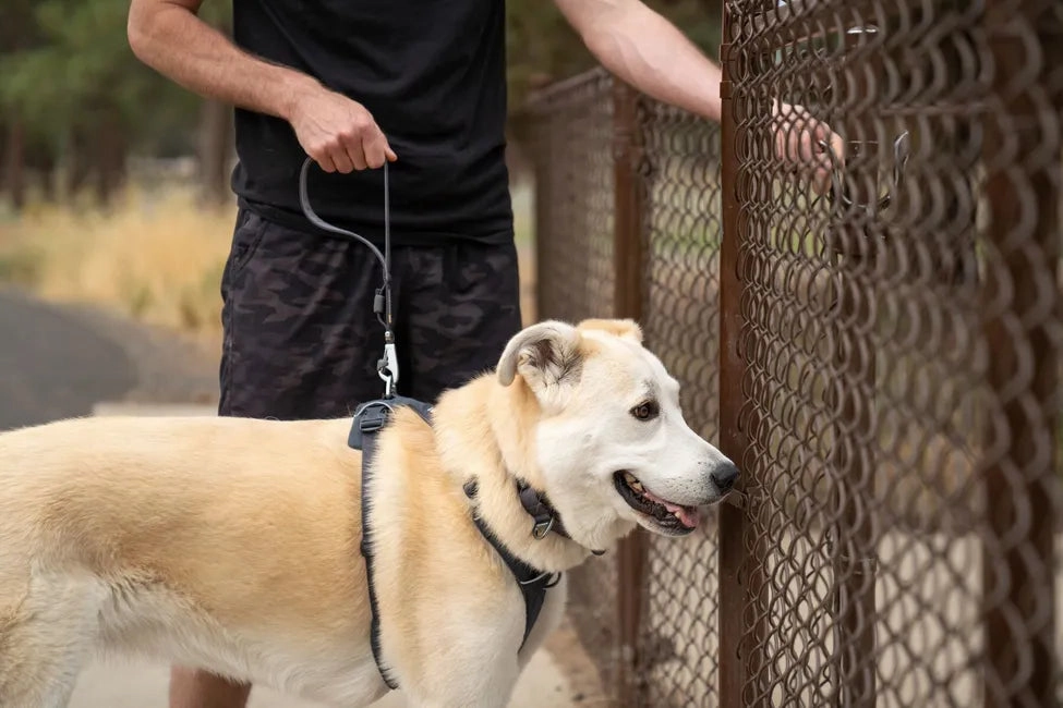 Ruffwear Front Range? Short Leash (Basalt Gray)