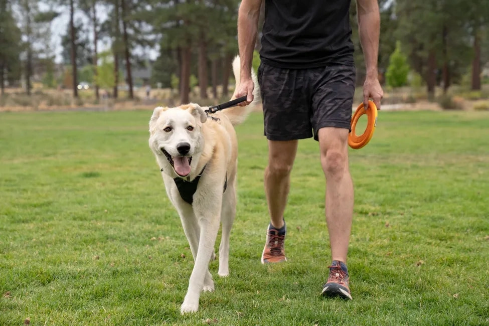Ruffwear Front Range? Short Leash (Basalt Gray)