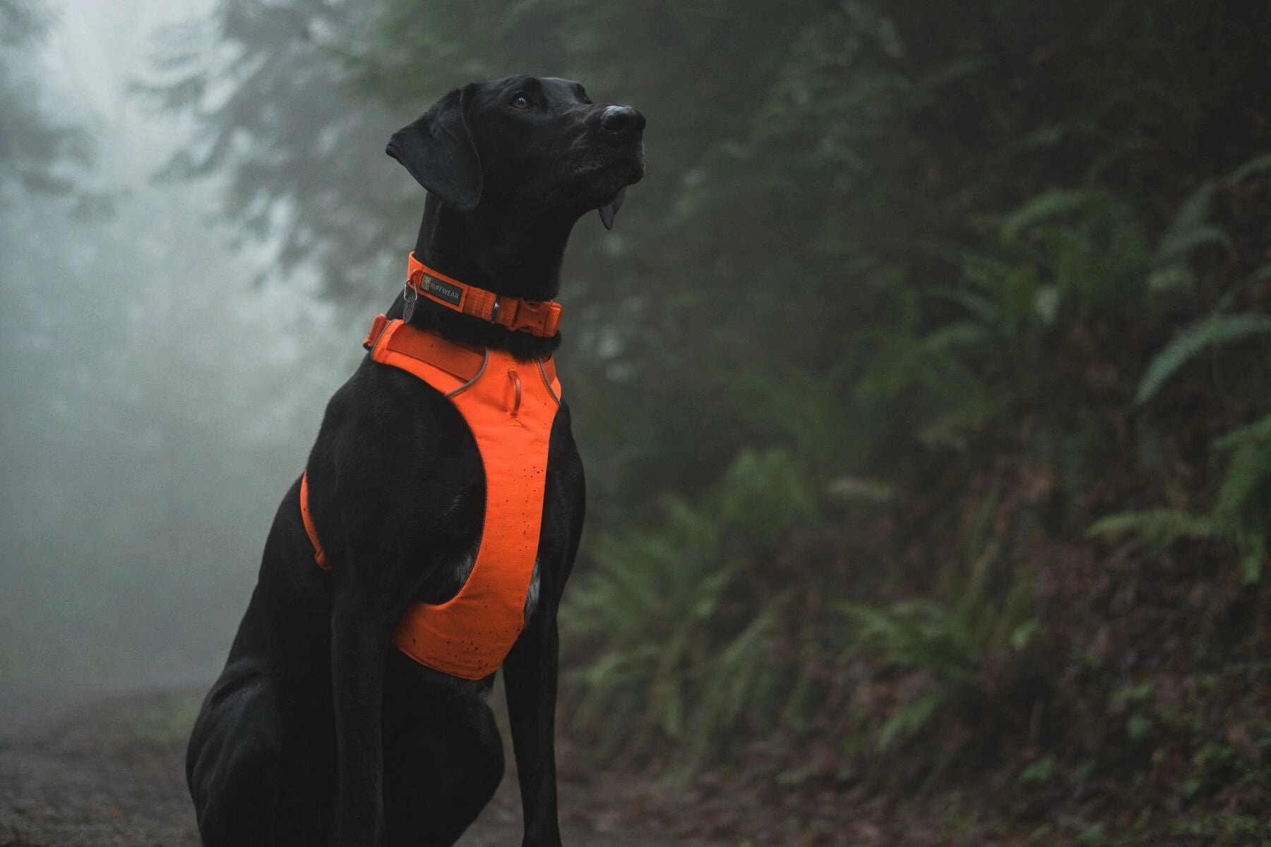 Ruffwear Front Range? Soft & Durable Everyday Dog Collar (Blaze Orange)