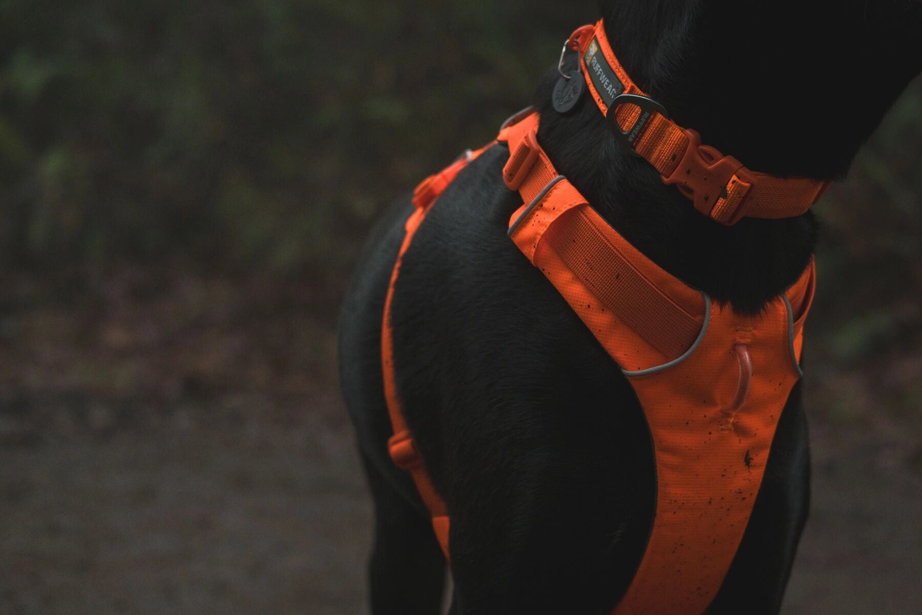 Ruffwear Front Range? Soft & Durable Everyday Dog Collar (Blaze Orange)