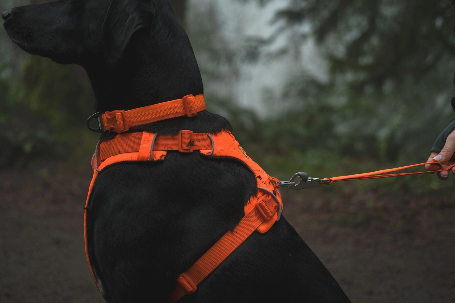 Ruffwear Front Range? Soft & Durable Everyday Dog Collar (Blaze Orange)