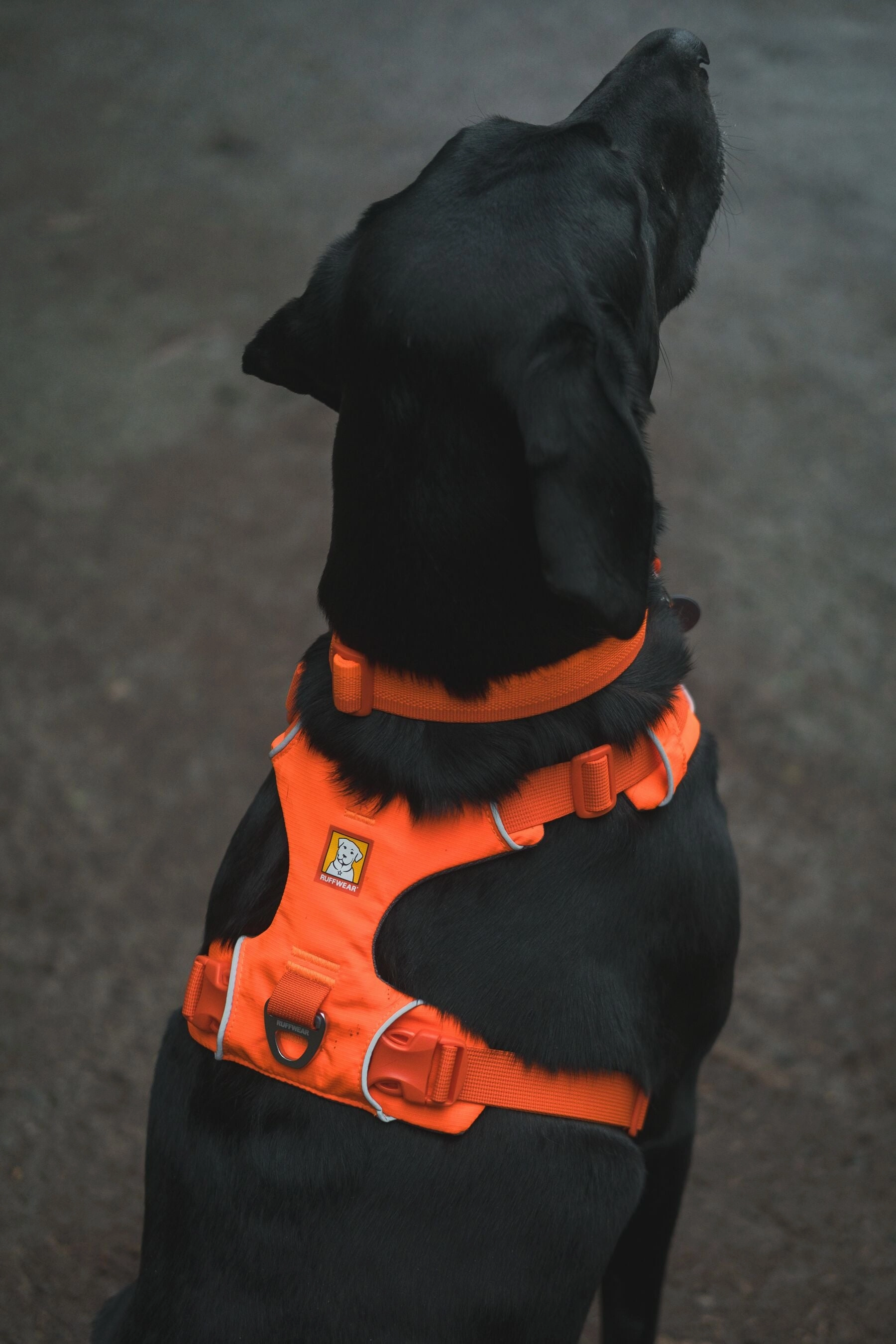 Ruffwear Front Range? Soft & Durable Everyday Dog Collar (Blaze Orange)