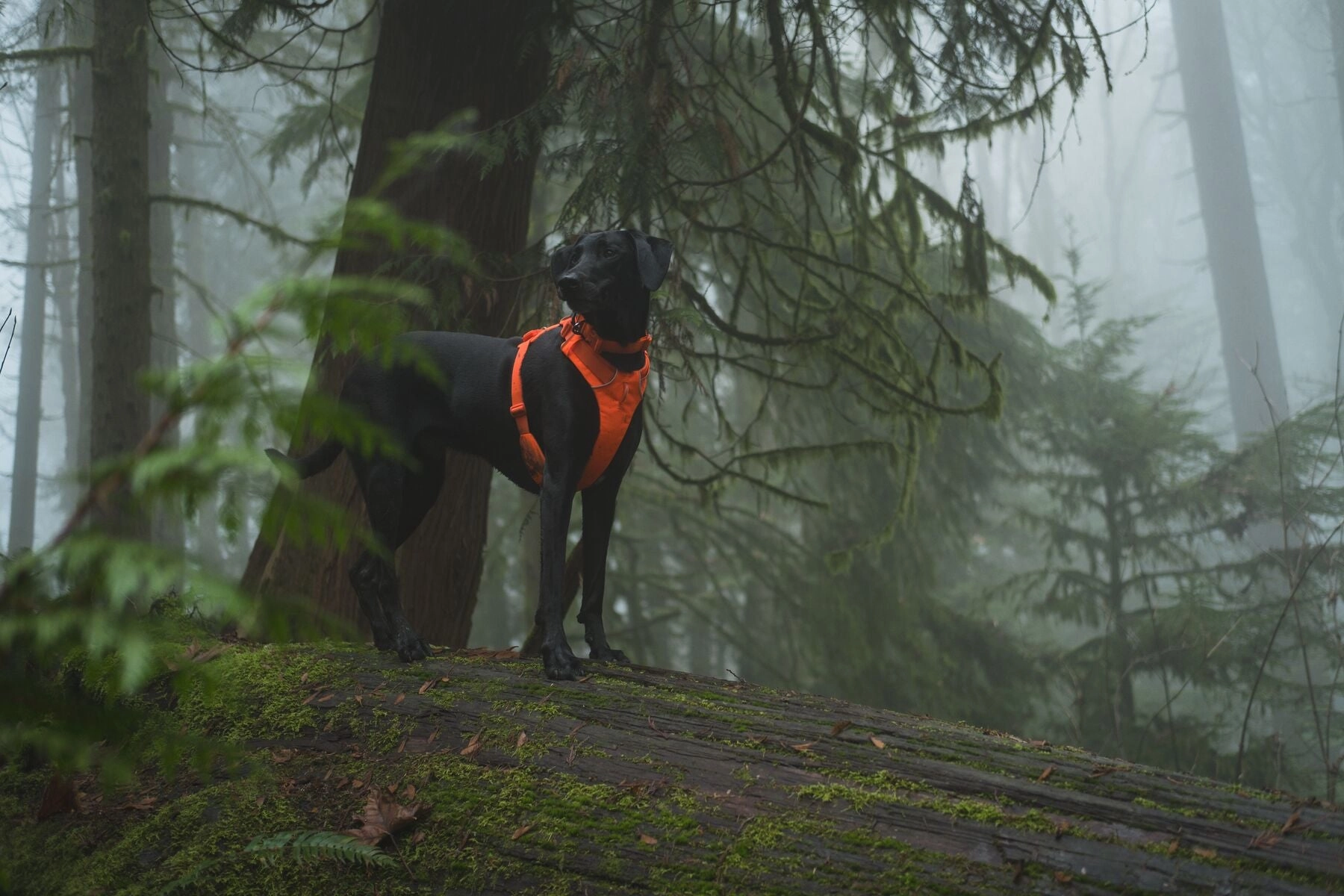 Ruffwear Front Range? Soft & Durable Everyday Dog Collar (Blaze Orange)