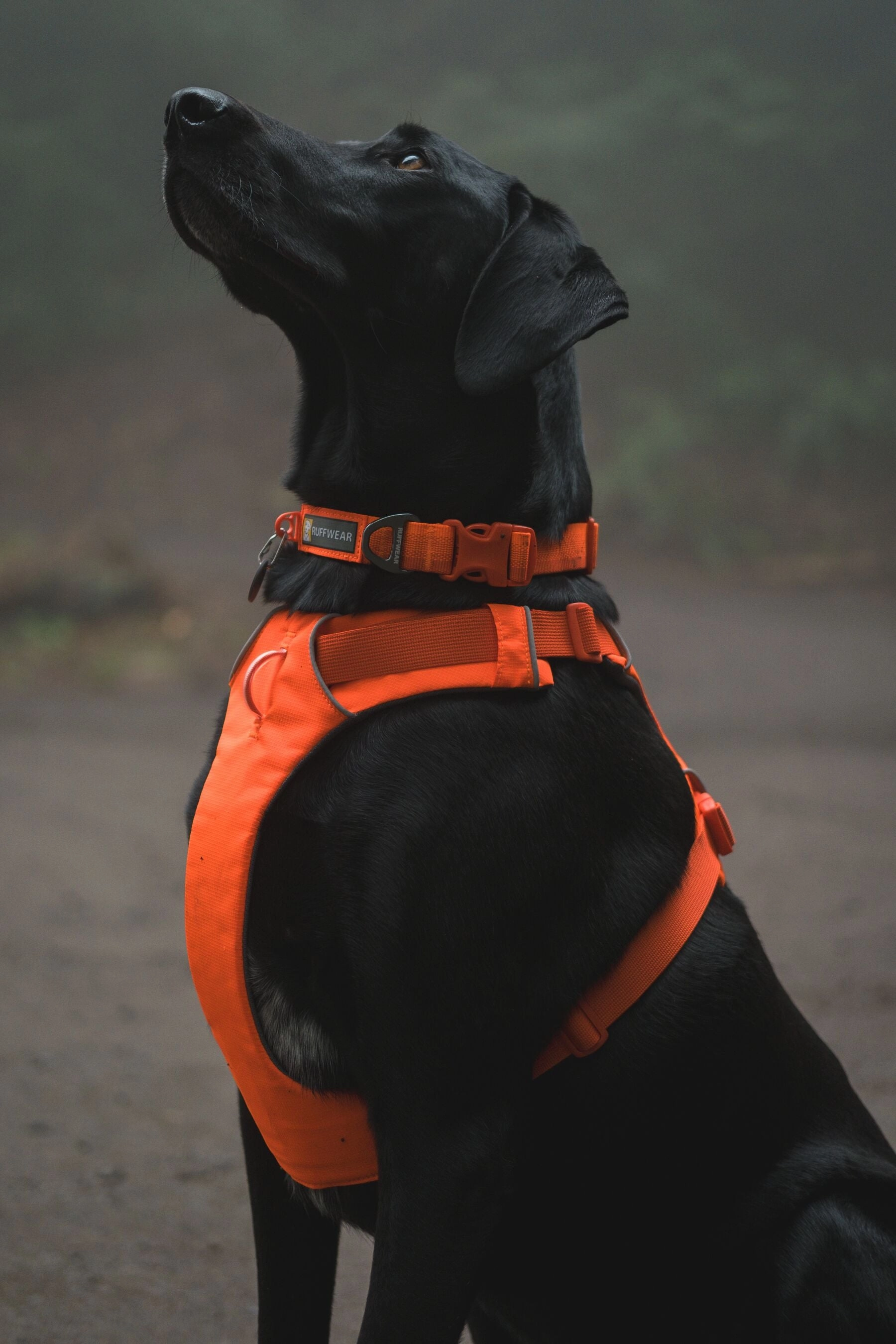 Ruffwear Front Range? Soft & Durable Everyday Dog Collar (Blaze Orange)