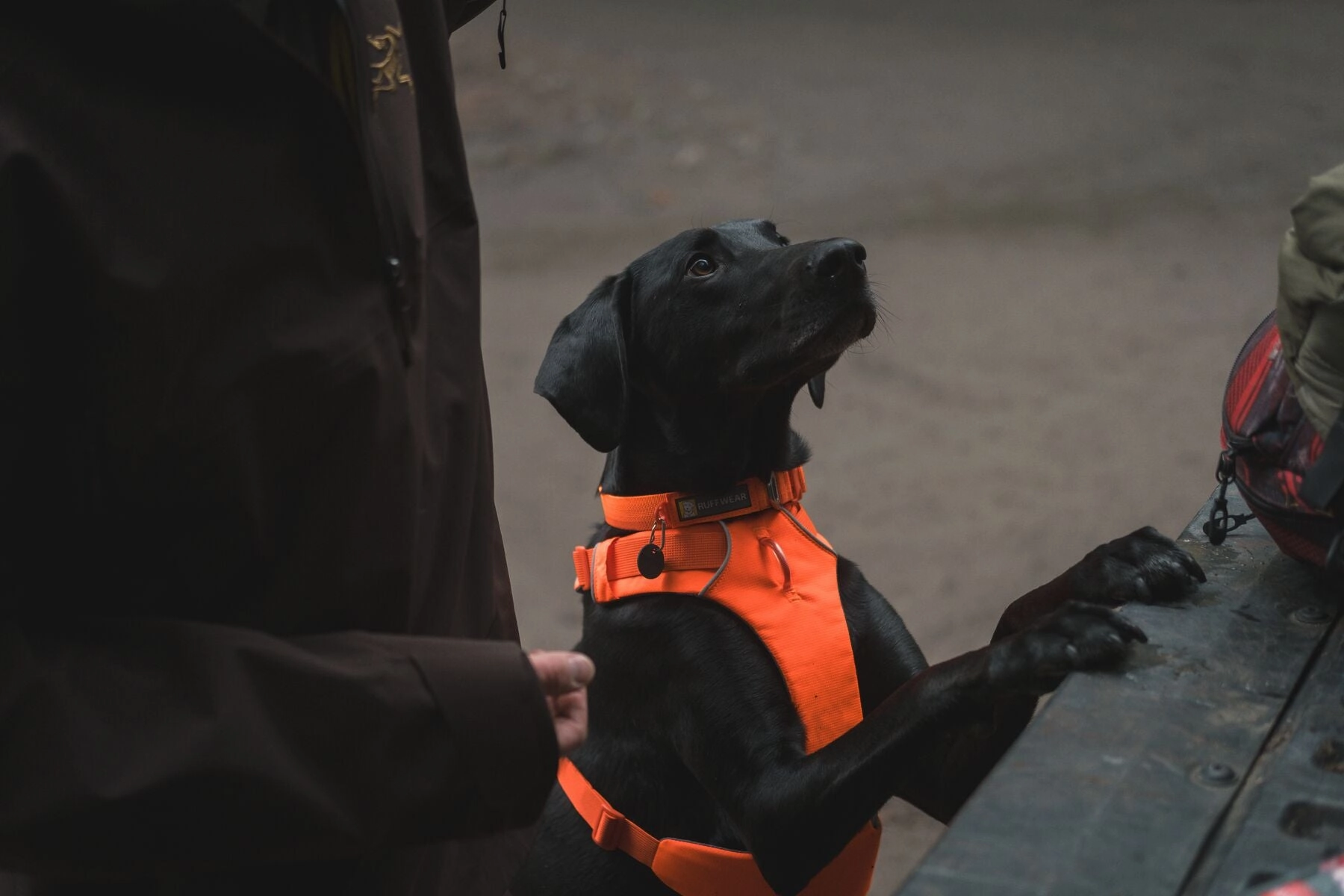 Ruffwear Front Range? Soft & Durable Everyday Dog Collar (Blaze Orange)